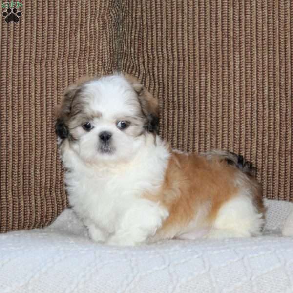 Amigo, Shih Tzu Puppy